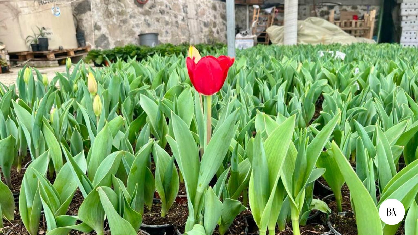 Tulipanes en la   “Incubadora”